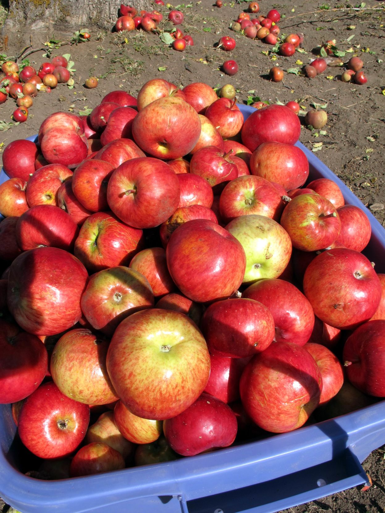 ZordelApple.jpg